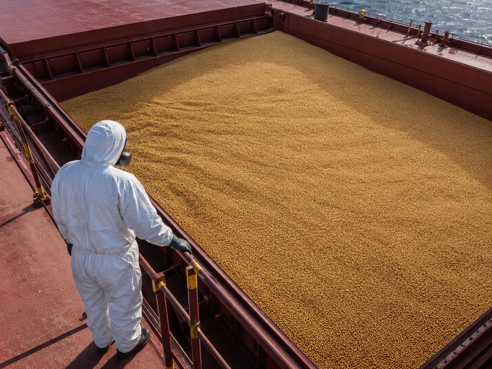 Bulk carrier hold loaded with soybeans, with an operator in coveralls and a respirator at the hatch